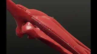 Extensor Digiti Minimi Modelling - Nomad Sculpt