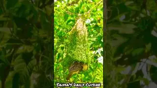 Surah AL-Ikhlas - Egzon Ibrahimi -Quran Recitation&hearts;️#egzonibrahimi #quran #recitation #birds #shorts