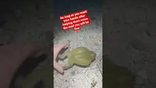 ⚠️ Don&rsquo;t Let Your Dog Near This Toad! ⚠️