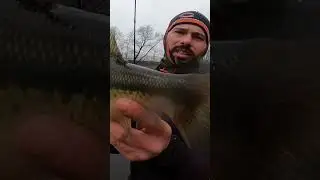 Tried n True #fishing #geofishing #tips #tip #viral #fish #fishing #chicago #chicagoriver #shorts