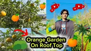 Orange Garden On Roof Top/Ghar Ki Chhat Par Malton Ka Bagh😳🤫