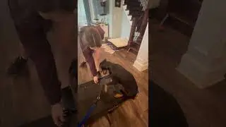 Adding Impulse Control Activities to Mischief&rsquo;s Training.