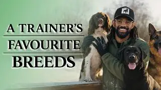 Our Favourite Dog Breeds to Train