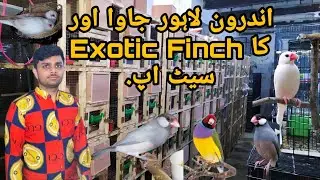 Exotic Finch,Java & Dove Setup😍 || Visited in Androon Lahore