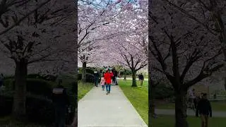Cherry Blossom Festival Vancouver BC