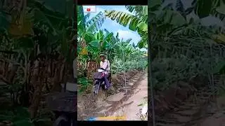 Agriculture Bike Rail Carrier System 😱 | Banana Transportation after Harvesting #shorts