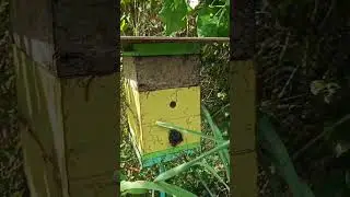 Stingless BEEs.. Best in POLLINATION, Low maintenance, Medicinal Honey