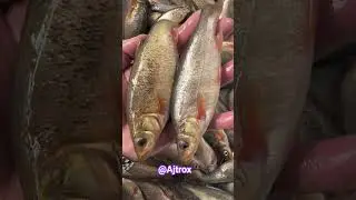 👉 &ldquo;Video of catching fish from small river | Fresh Fish | Village Fishing #shorts #ajtrox #aquarium