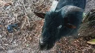 Say it #grumpygoat #goatstuff #grumpus #nigeriandwarfs #countrygoat #scfarm #petgoats