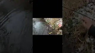 #fishing #shortvideos #shortsvideo #short #shorts