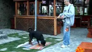 Rottweiler - ep.4 introducerea clicker-ului