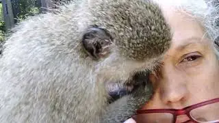 ASMR Monkey Baby Lollipop Gently Soothing Scalp Grooming And Eyelid Cleaning #asmr