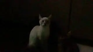 Catnip Bubbles Test FAILED!