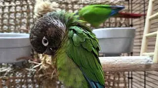 7 hours of conure parakeet sounds for relaxation
