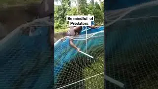 Predators caught in a tampolin pond #viralvideo #fypシ #satisfying #fish #predator #catfish