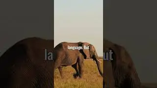 The Shocking Origins of the Language Afrikaans!