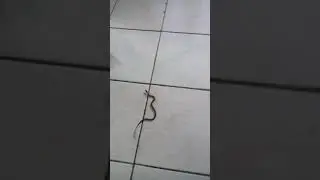 anak ular kecil masuk rumah