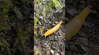 Beautiful Banana Slug 🍌 🐌 #redwoodforest #banana #bananaslug #slugs #slug #yellow