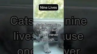 Nine Lives of Cats: Tales of Feline Adventures