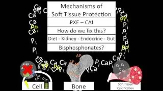 Nature's Stone: How the Body Balances Calcification to Bones While Protecting Soft Tissue