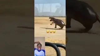 Hippo used &lsquo;gas power&rsquo; &mdash; super effective 💨😂#fblifestyle #HippoMoments #LeopardFail #NaturePlotTwist