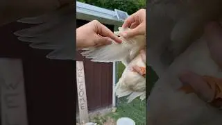 How to clip your ducks wings #callducks #ducks #ducklings #homesteading #homestead