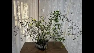 投稿855　０蘭Nature art