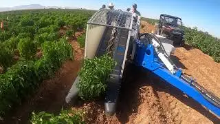Chile Harvester 2
