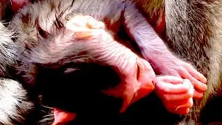 Mother Monkey Gently Cares for Her Healthy Newborn Baby | Heartwarming Wildlife Moment