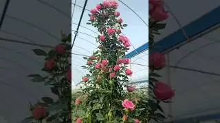 Beautiful climbing rose flowers plant in the garden (16/8)