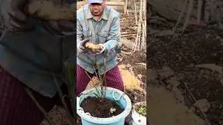 Harvesting ground ginseng roots &ndash; Digging them up is a delight!