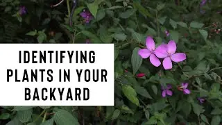 Identifying Plants in your Backyard