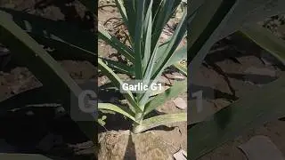Narc Garlic G1 #narcpakistan#garlic #garlicg1 #framing #pakistan