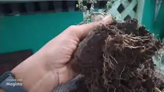 How to Privet Ligustrum Bonsai Care Guide and Maintenance #bonsai #bonsaitree #bonsaimini
