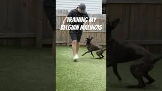Дрессировка моей бельгийской овчарки малинуа 🐺 #дрессировкасобаки #малинуа #brandywinedogacademy ...