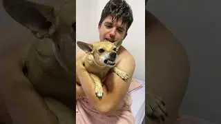Pai de pet detectado 🤣 #shortsviral #petsfofinhos #cachorro #humor #pets