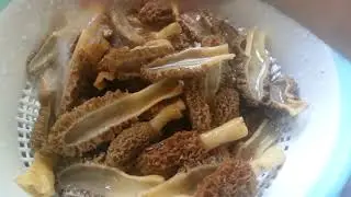 Cleaning and storing morel mushrooms