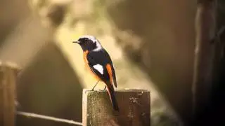 Male Daurian Redstart