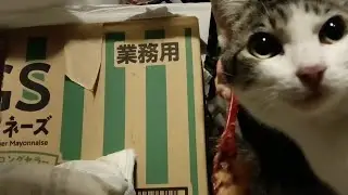 2026年2月1日 夜10:20pm 