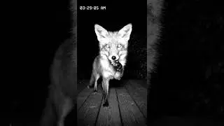 Night vision CCTV footage on a wooden deck at 3 29 AM  A fox wanders into the frame  stares directl