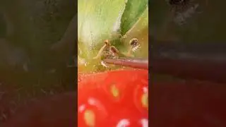 strawberry vs tweezers #asmr #satisfying #closeup #relaxing #macro #art #zoom #fruit #strawberry
