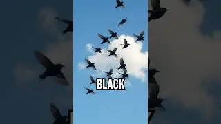 Discover how climate change spices up bird migration! #Birds #ClimateChange #Nature
