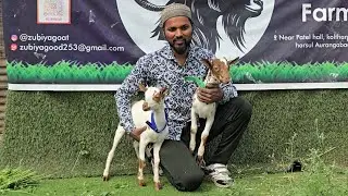 Hamid Bhai ka Dhamaka Offer on Barbari goats 