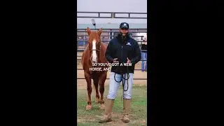 Build a Brave Horse: Overcome Fear and Unlock Your Horse's Potential (Free Webinar)
