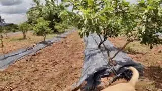 Prevent weed in guava plantation.... with use of weed mat.