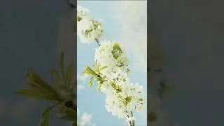 Relaxing Music Flower's #relaxingmusic #relaxingmusic #calmmusic #stressrelief #lofimusic