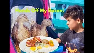 Beach Breakfast at the Watersplash & Duck Drama | The Ducky Effect