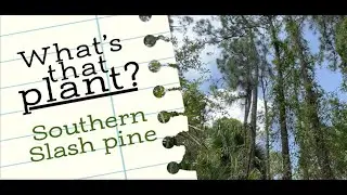 What's that Plant? Southern Slash Pine!