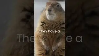 squirrel #funfacts #inspire