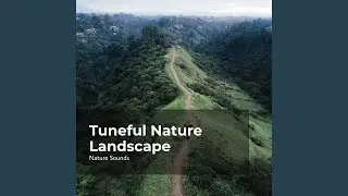 Forest Jungle Rhythm